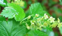 Alpenjohannisbeere