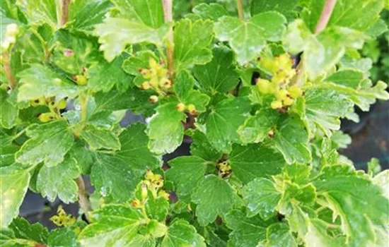 Ribes alpinum 'Schmidt'
