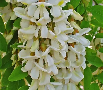 Robinia pseudoacacia 'Tortuosa'
