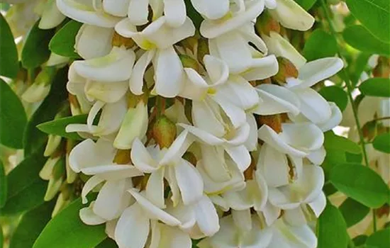 Robinia pseudoacacia 'Tortuosa'