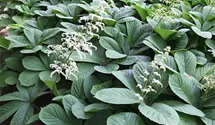 Kastanienblättriges Schaublatt