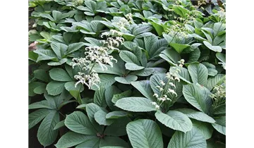 Kastanienblättriges Schaublatt