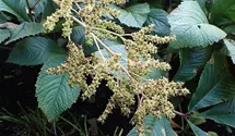 Kastanienblättriges Schaublatt
