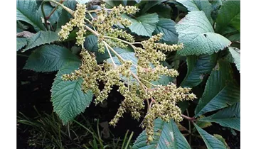 Kastanienblättriges Schaublatt
