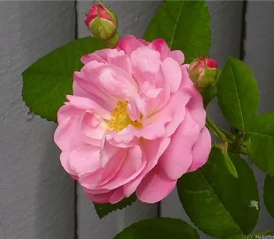 Rosa (Albarose) 'Belle Amour'