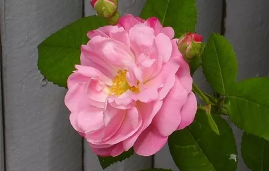 Rosa (Albarose) 'Belle Amour'