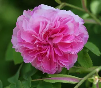 Rosa (Albarose) 'Blush Hip'