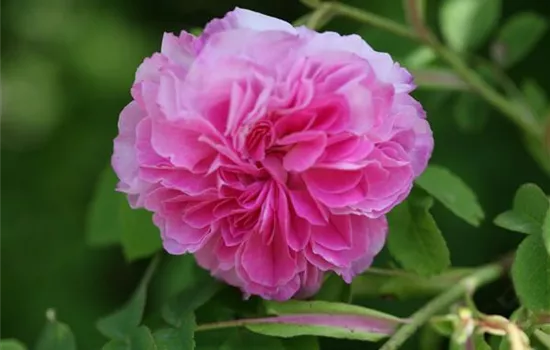 Rosa (Albarose) 'Blush Hip'