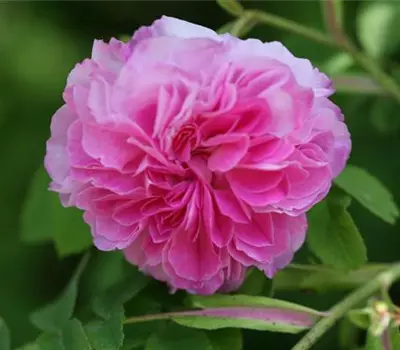 Rosa (Albarose) 'Blush Hip'