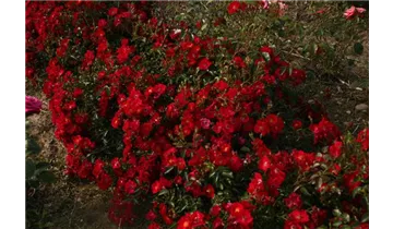 Rosa (Bodendeckerrose) 'Alcantara'®