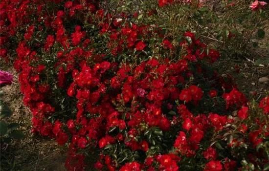 Rosa (Bodendeckerrose) 'Alcantara'®