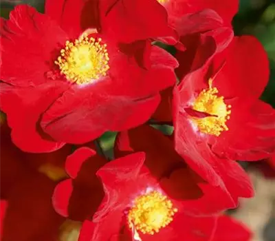 Rosa (Bodendeckerrose) 'Alcantara'®