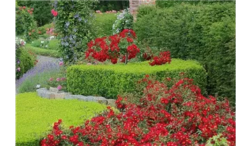 Rosa (Bodendeckerrose) 'Alcantara'®