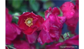 Rosa (Bodendeckerrose) 'Alcantara'®