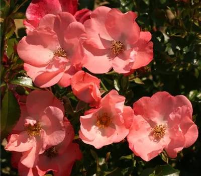 Rosa (Bodendeckerrose) 'Alfabia'