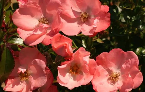 Rosa (Bodendeckerrose) 'Alfabia'