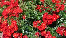 Rosa (Bodendeckerrose) 'Alpenglühen'