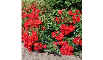 Rosa (Bodendeckerrose) 'Alpenglühen'