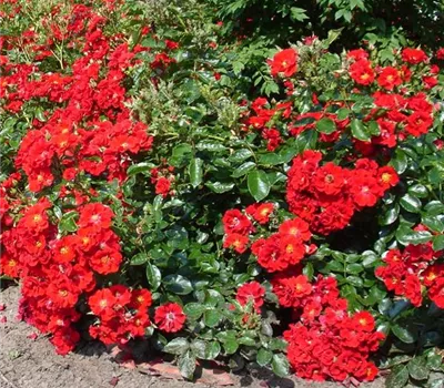 Rosa (Bodendeckerrose) 'Alpenglühen'