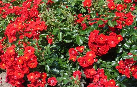 Rosa (Bodendeckerrose) 'Alpenglühen'