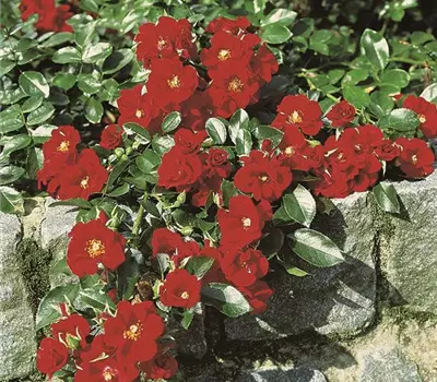Rosa (Bodendeckerrose) 'Alpenglühen'