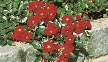 Rosa (Bodendeckerrose) 'Alpenglühen'