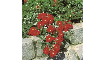 Rosa (Bodendeckerrose) 'Alpenglühen'
