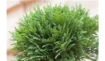 Thuja, Lebensbaum