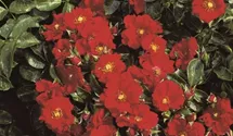 Rosa (Bodendeckerrose) 'Alpenglühen'