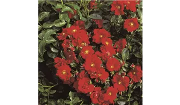 Rosa (Bodendeckerrose) 'Alpenglühen'