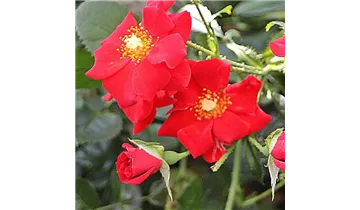 Rosa (Bodendeckerrose) 'Alpenglühen'