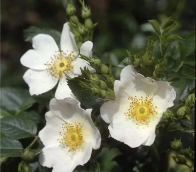 Rosa (Bodendeckerrose) 'Arvensis'