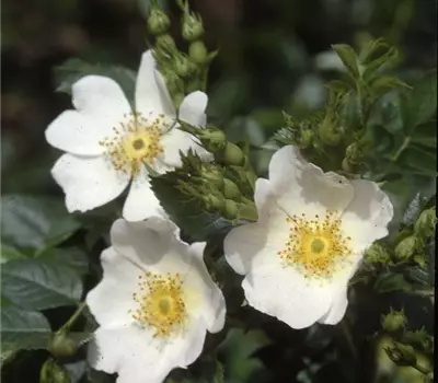 Rosa (Bodendeckerrose) 'Arvensis'