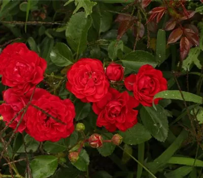 Rosa (Bodendeckerrose) 'Bernensis'