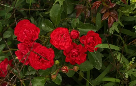 Rosa (Bodendeckerrose) 'Bernensis'