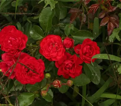 Rosa (Bodendeckerrose) 'Bernensis'