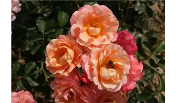 Rosa (Bodendeckerrose) 'Cubana'®