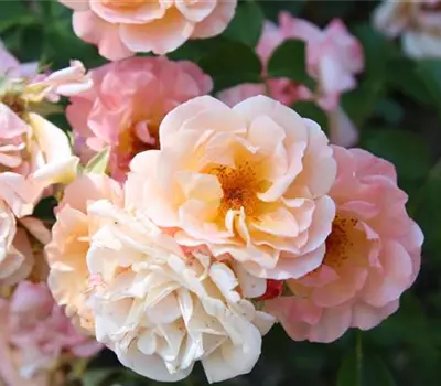 Rosa (Bodendeckerrose) 'Cubana'®
