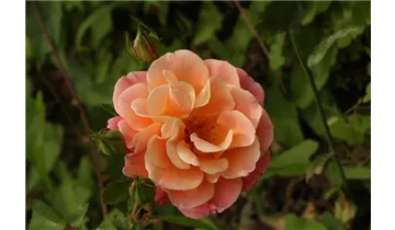 Rosa (Bodendeckerrose) 'Cubana'®