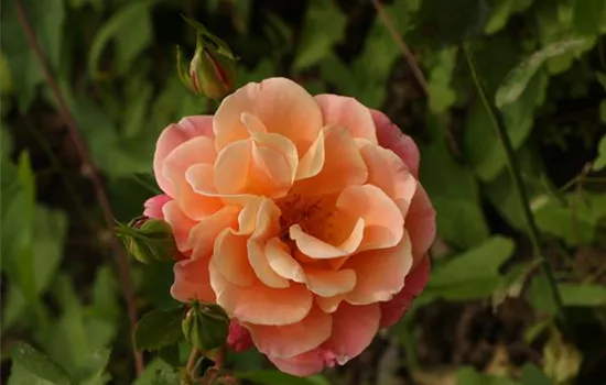 Rosa (Bodendeckerrose) 'Cubana'®