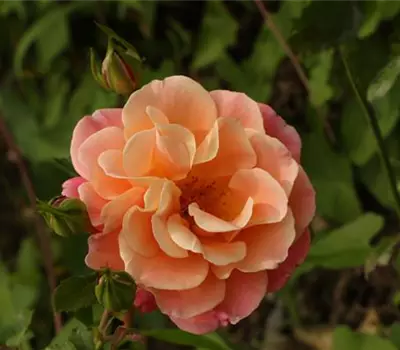 Rosa (Bodendeckerrose) 'Cubana'®
