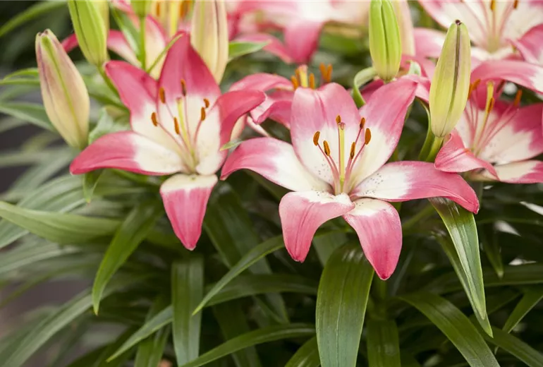 Lilium, rosa