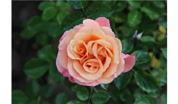 Rosa (Bodendeckerrose) 'Cubana'®