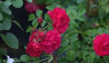 Syn. 'Toscana Balconia' / 'Toscana Vigorosa'