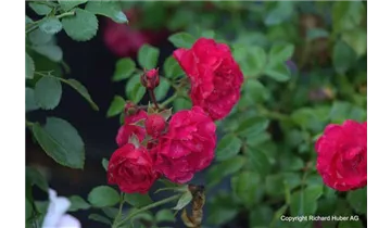 Syn. 'Toscana Balconia' / 'Toscana Vigorosa'