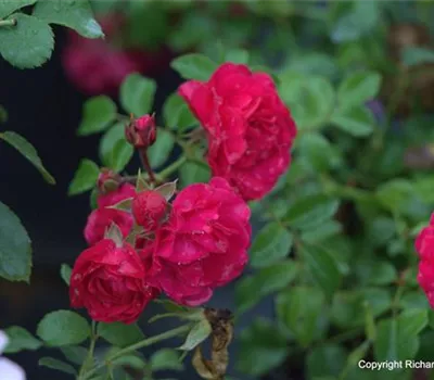 Rosa (Bodendeckerrose) 'Gärtnerfreude'®