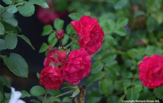 Rosa (Bodendeckerrose) 'Gärtnerfreude'®