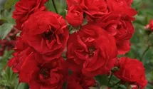 Syn. 'Toscana Balconia' / 'Toscana Vigorosa'
