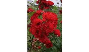 Syn. 'Toscana Balconia' / 'Toscana Vigorosa'