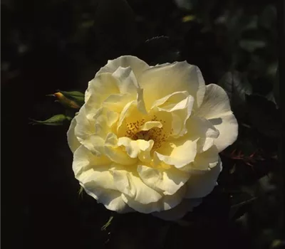 Rosa (Bodendeckerrose) 'Gelbe Dagmar Hastrup'